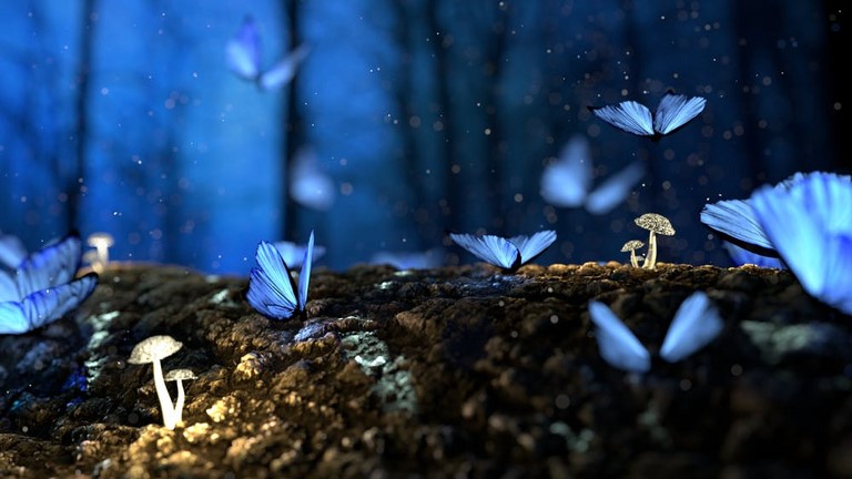 papillons bleus